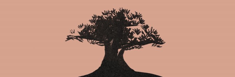 A drawing of a tree