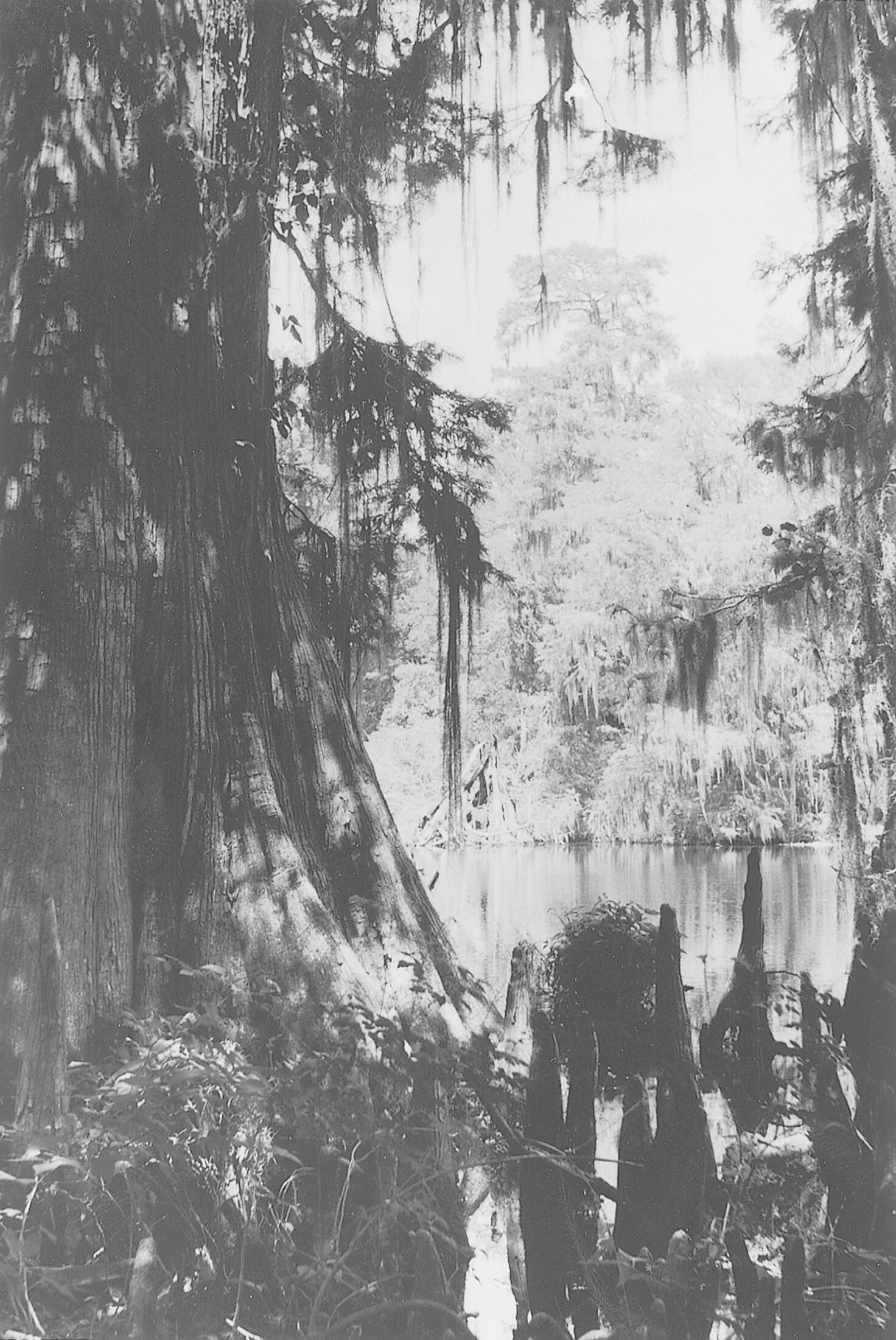 Black & White swamp scene  Louisiana art, Louisiana swamp, Pouring art