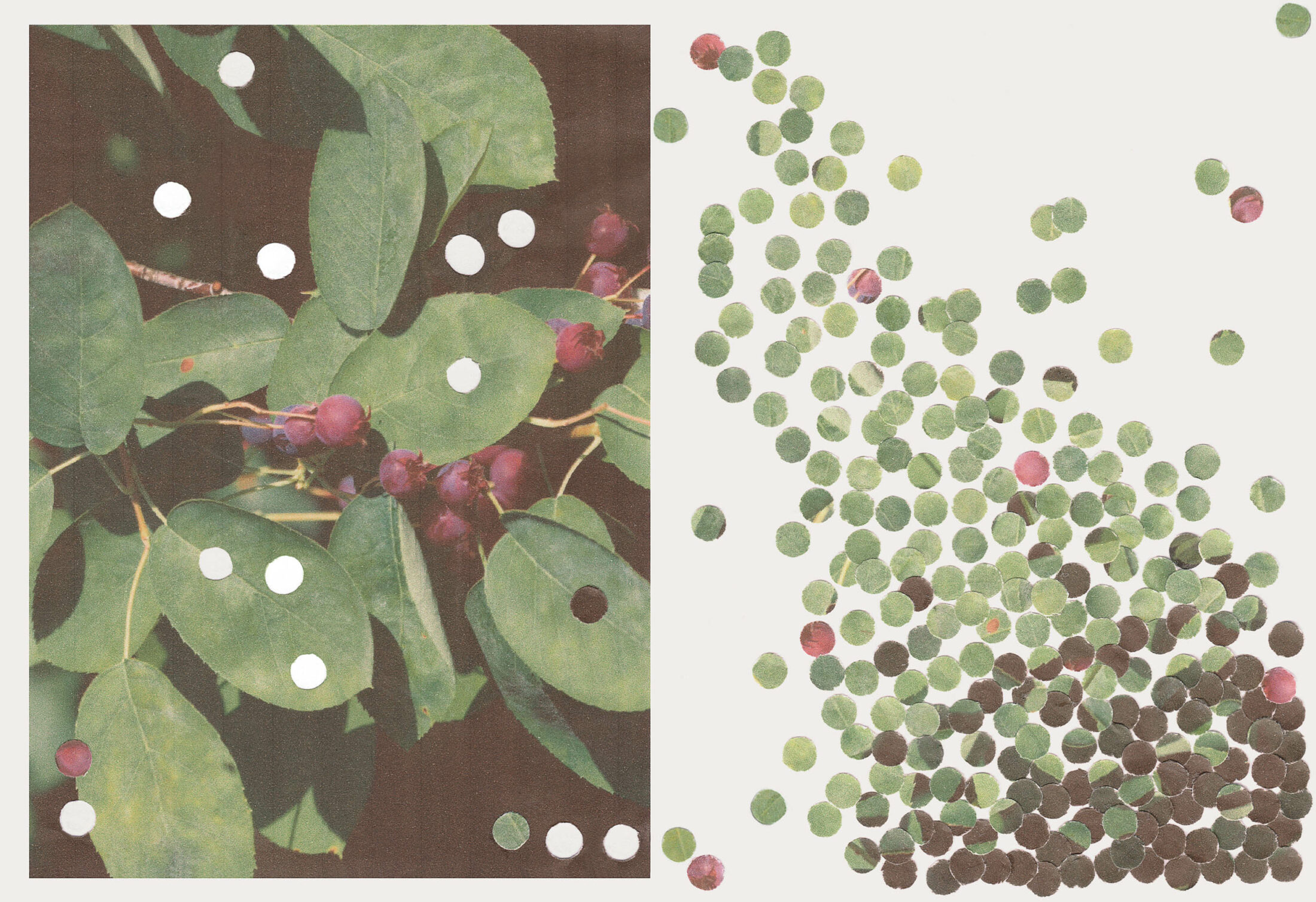 The Serviceberry: An Economy of Abundance | Global Oneness Project