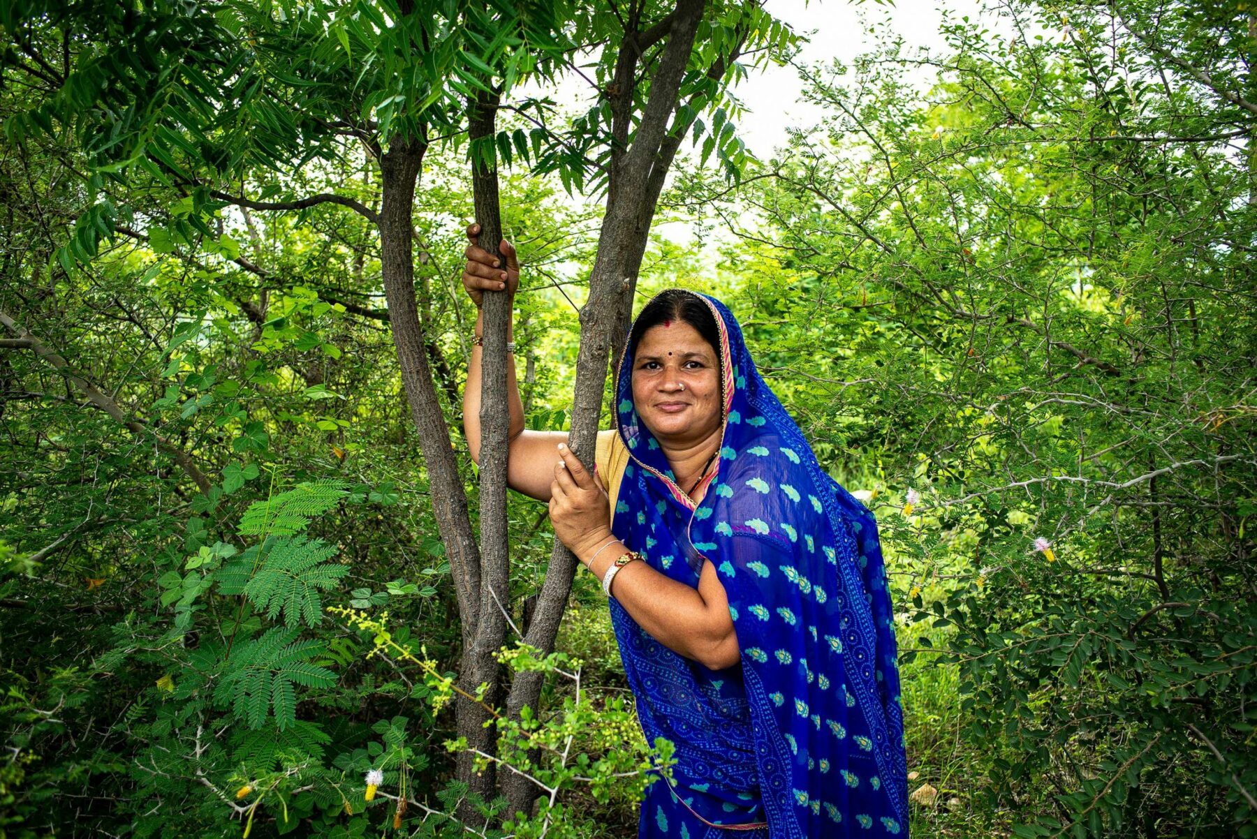 Parvati Tree One Hundred and Eleven Trees – Emergence Magazine