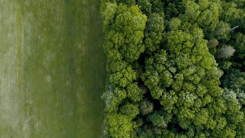 A Mystical Ornithology – by Jeremy Seifert and Benjamin James Roberts