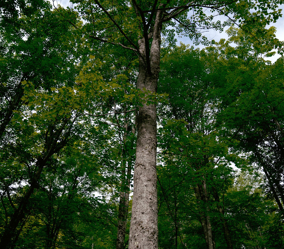 They Carry Us With Them: The Great Tree Migration – Emergence Magazine