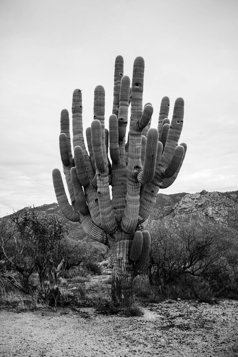 Connecting the threads between ecology, culture, and spirituality ...