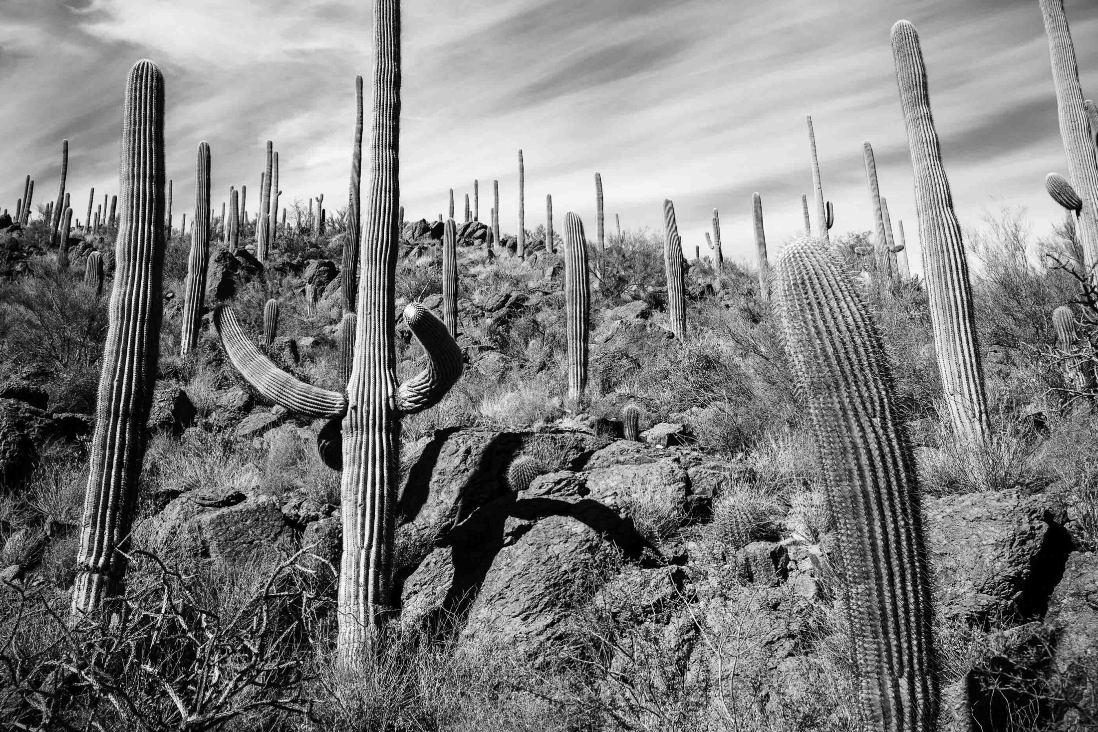 An Excerpt From 'The Saguaro Cactus: A Natural History