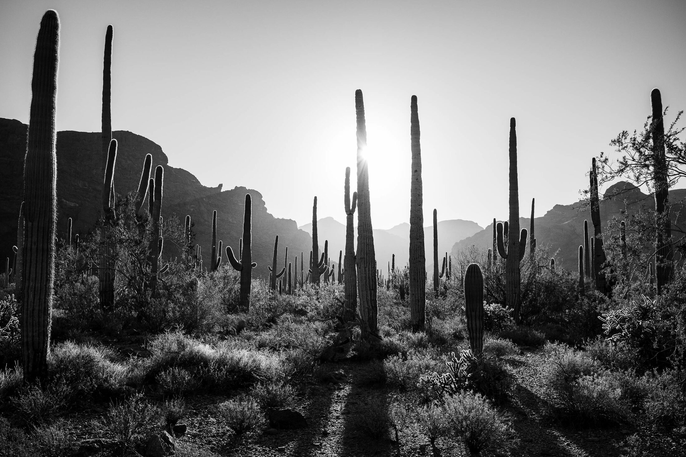 Saguaro cactuses are under threat because of climate change
