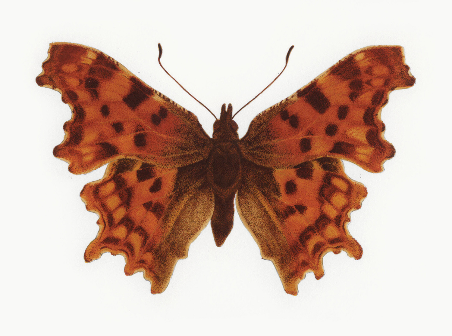 comma butterfly