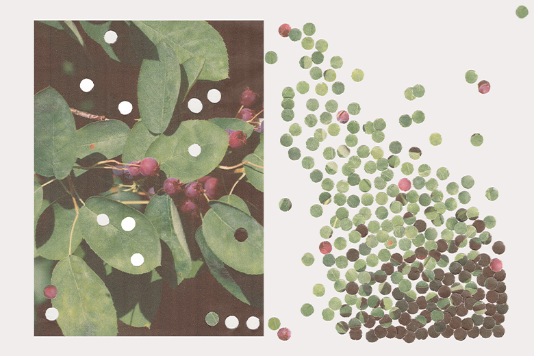 Thumbnail of The Serviceberry: An Economy of Abundance – Robin Wall Kimmerer