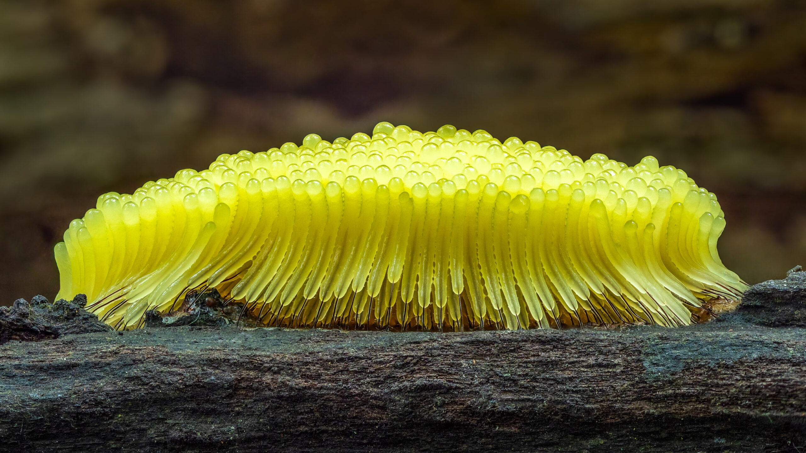 Slime mold culture kit - Special Experiments