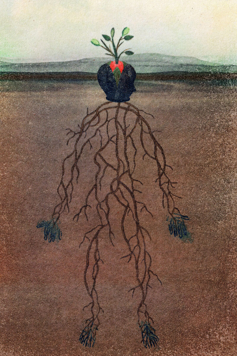 Encountering Trees – An Emergence Magazine Practice