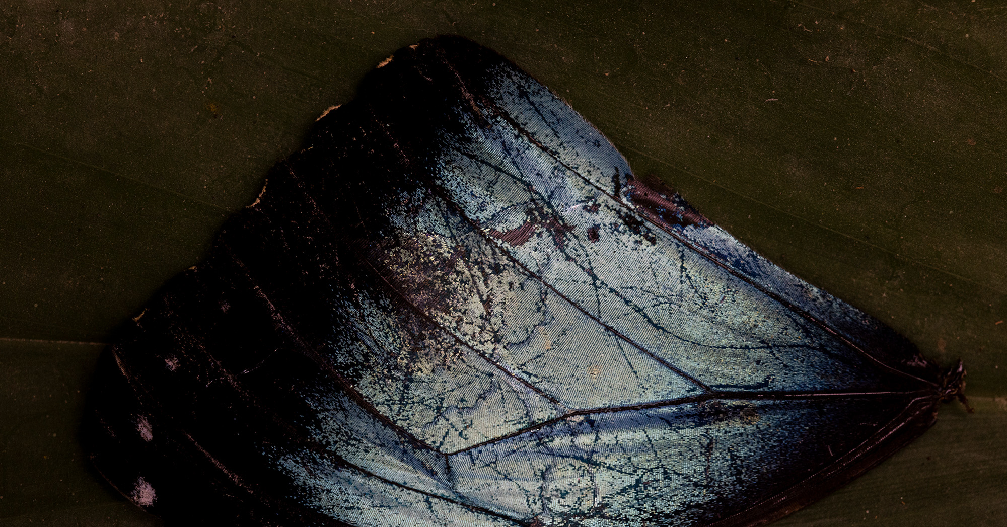 Photograph by Yael Martinez / Magnum Photos